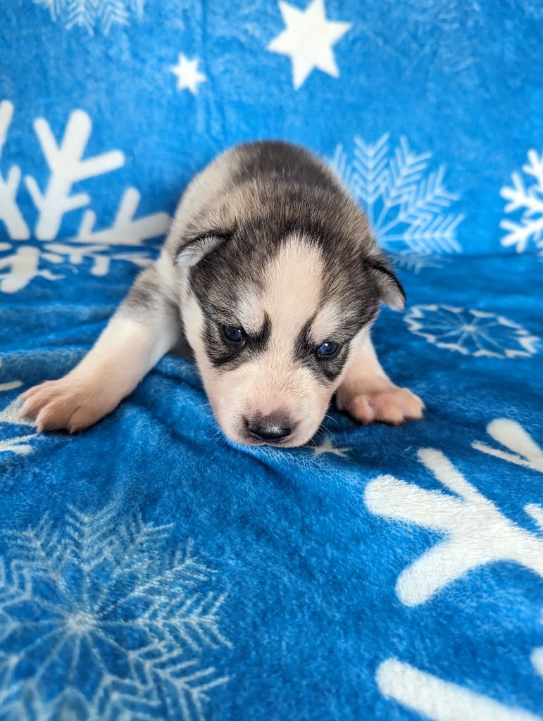 Des Merveilles Polaires - Chiot disponible  - Siberian Husky