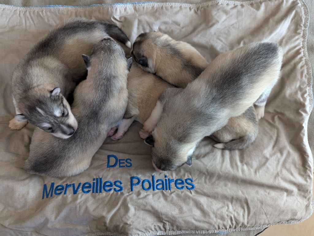 chiot Siberian Husky Des Merveilles Polaires