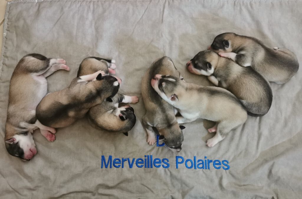 chiot Siberian Husky Des Merveilles Polaires