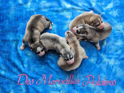 Des Merveilles Polaires - Siberian Husky - Portée née le 16/04/2024