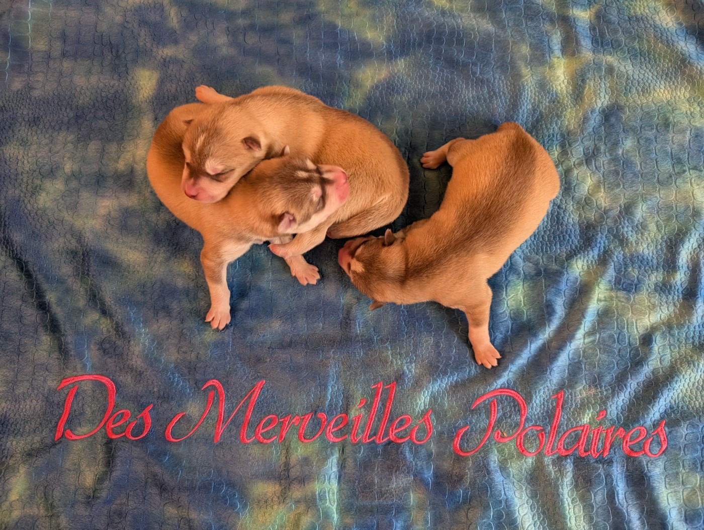 Chiot Siberian Husky Des Merveilles Polaires