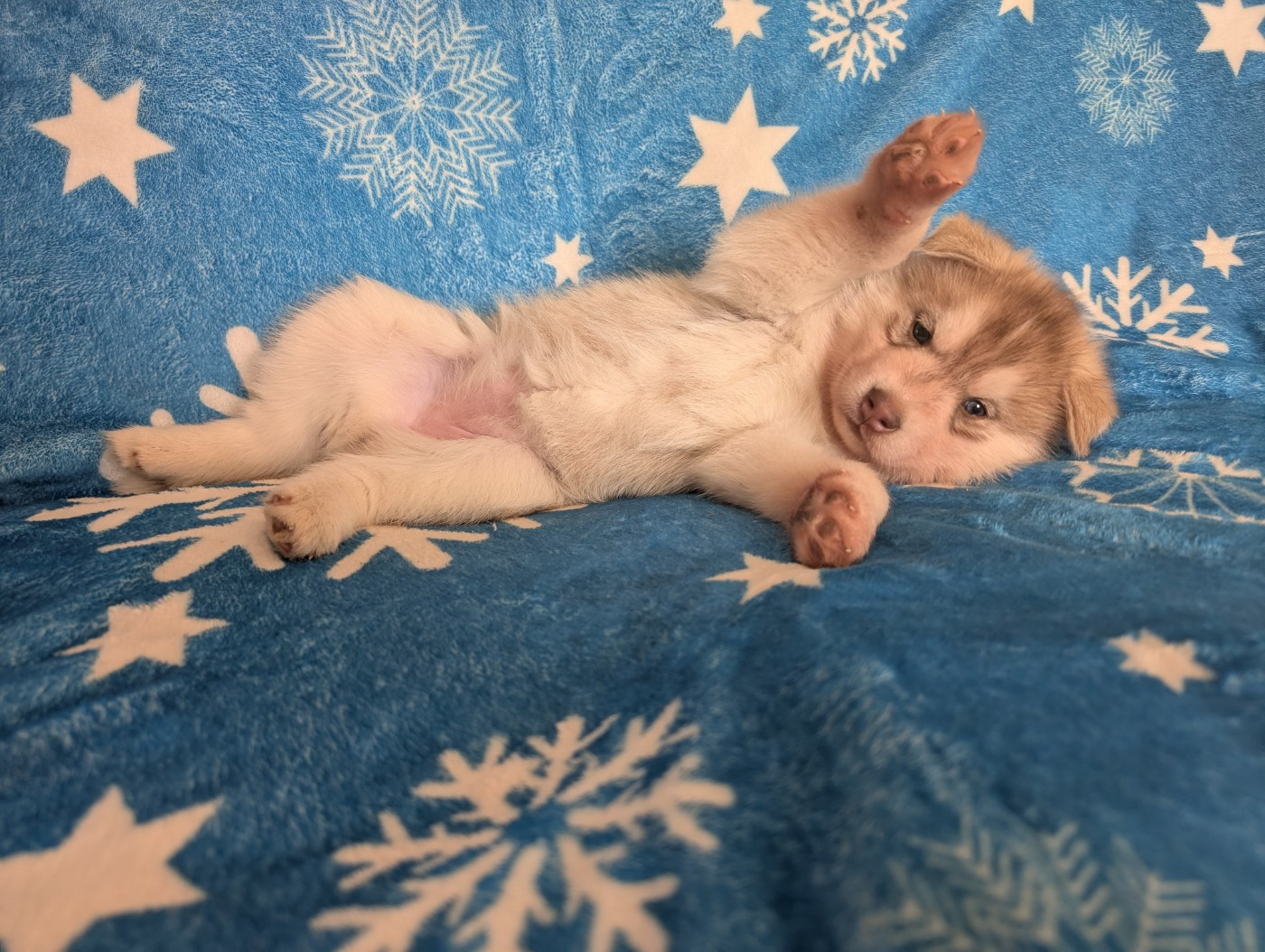 Des Merveilles Polaires - Chiots disponibles - Siberian Husky