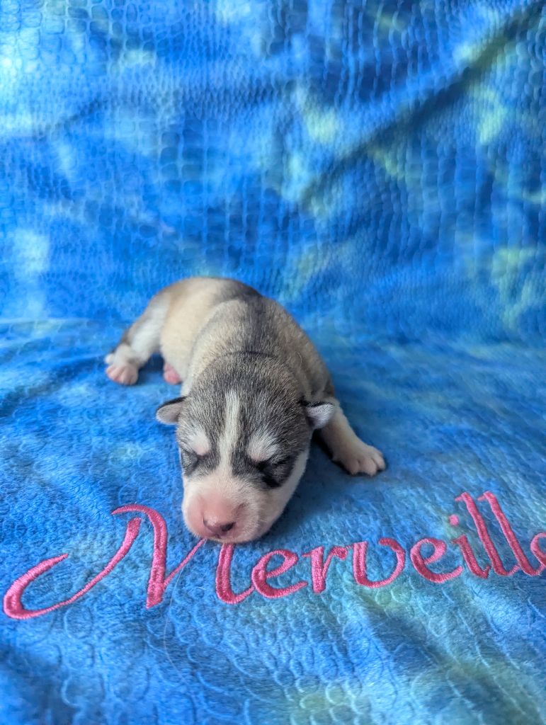 Des Merveilles Polaires - Chiots disponibles - Siberian Husky