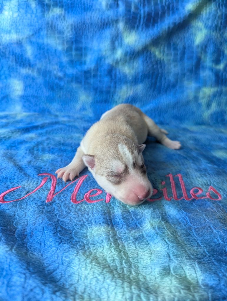Des Merveilles Polaires - Chiots disponibles - Siberian Husky