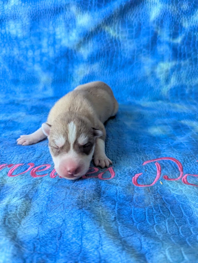 Des Merveilles Polaires - Chiots disponibles - Siberian Husky