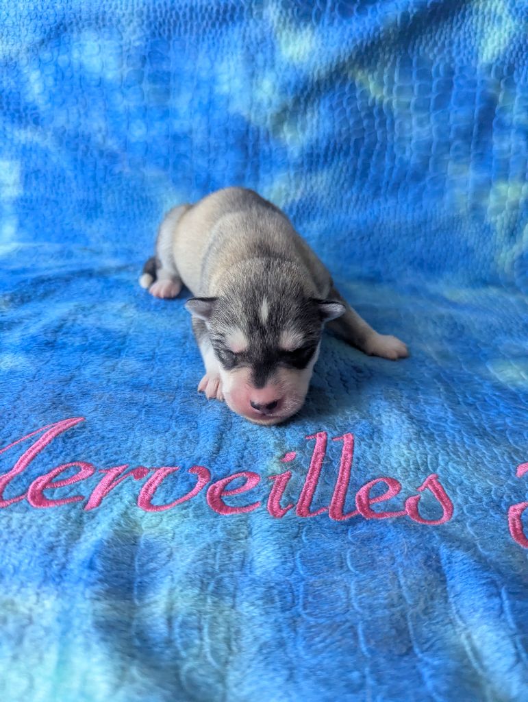 Des Merveilles Polaires - Chiots disponibles - Siberian Husky