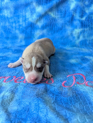 CHIOT