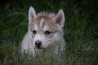 Aslan