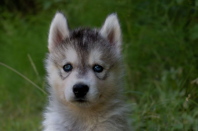 Asulf