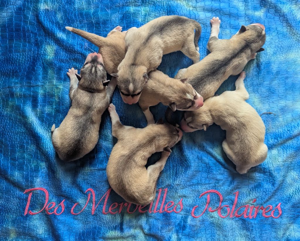 Chiot Siberian Husky Des Merveilles Polaires