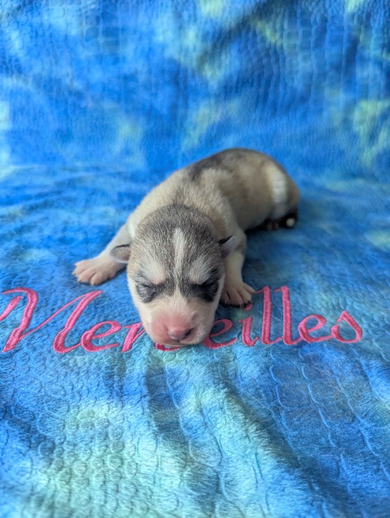 Des Merveilles Polaires - Chiots disponibles - Siberian Husky